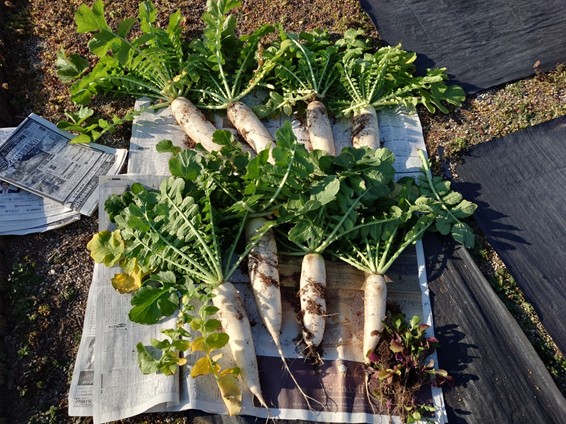 荒川アグリガルテンの会活動画像