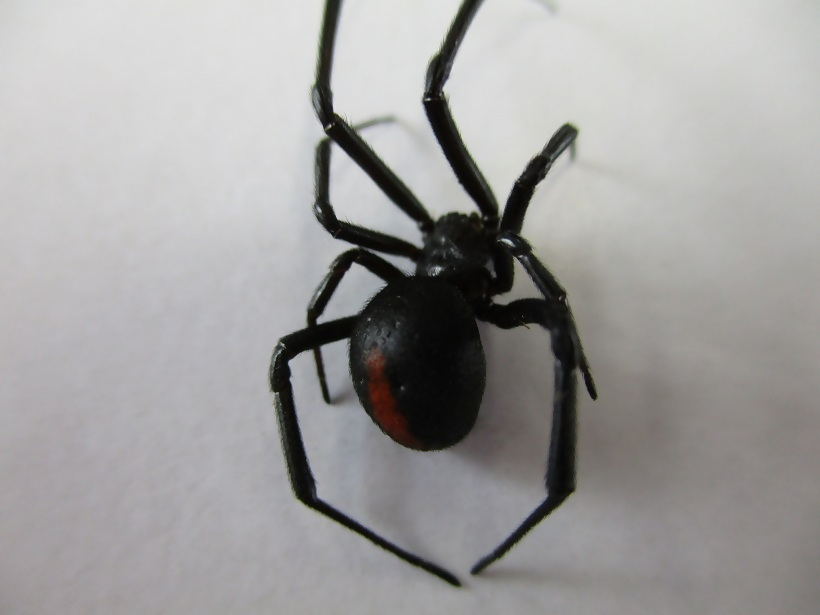 セアカゴケグモ（背側）