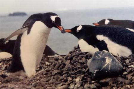 ペンギン教室