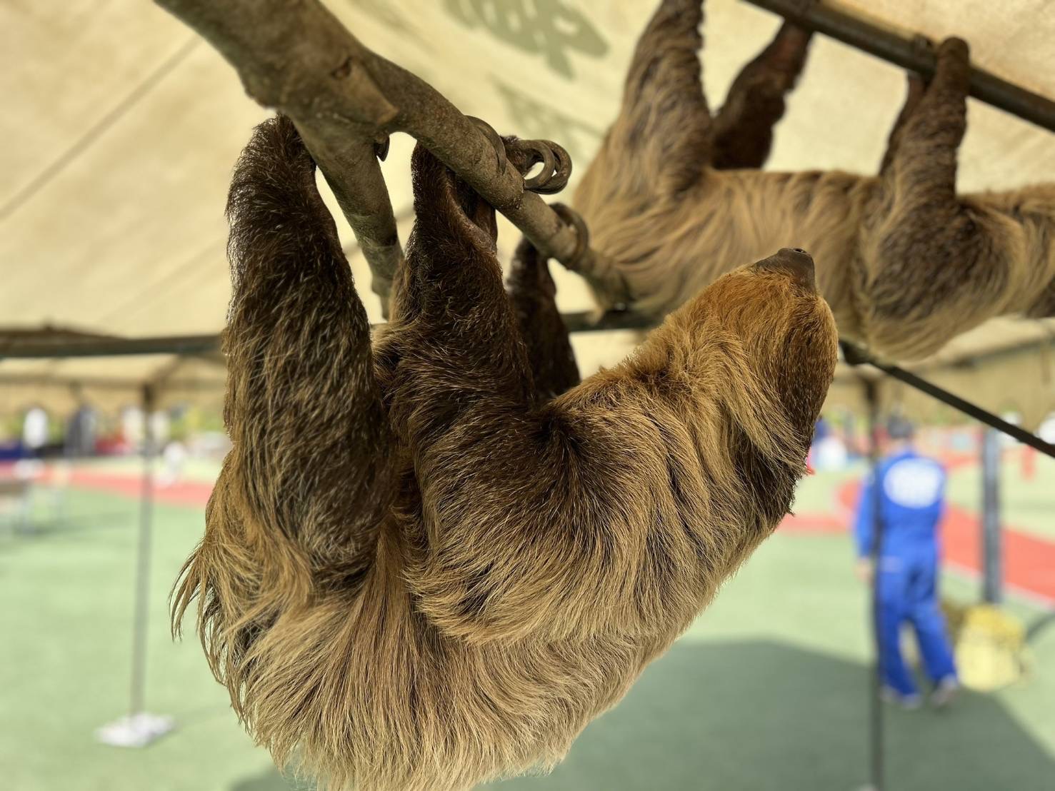 ナマケモノの写真