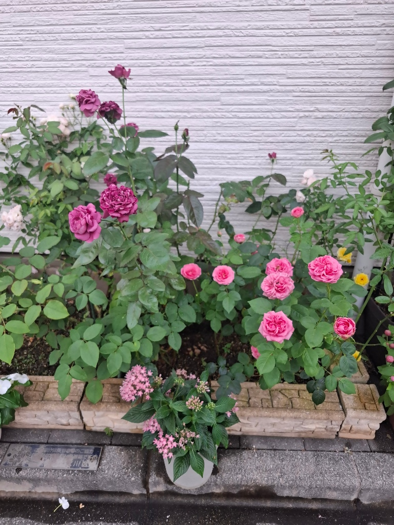タマちゃん01