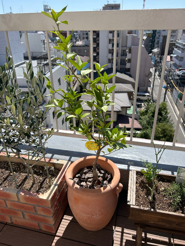ひろぽん01
