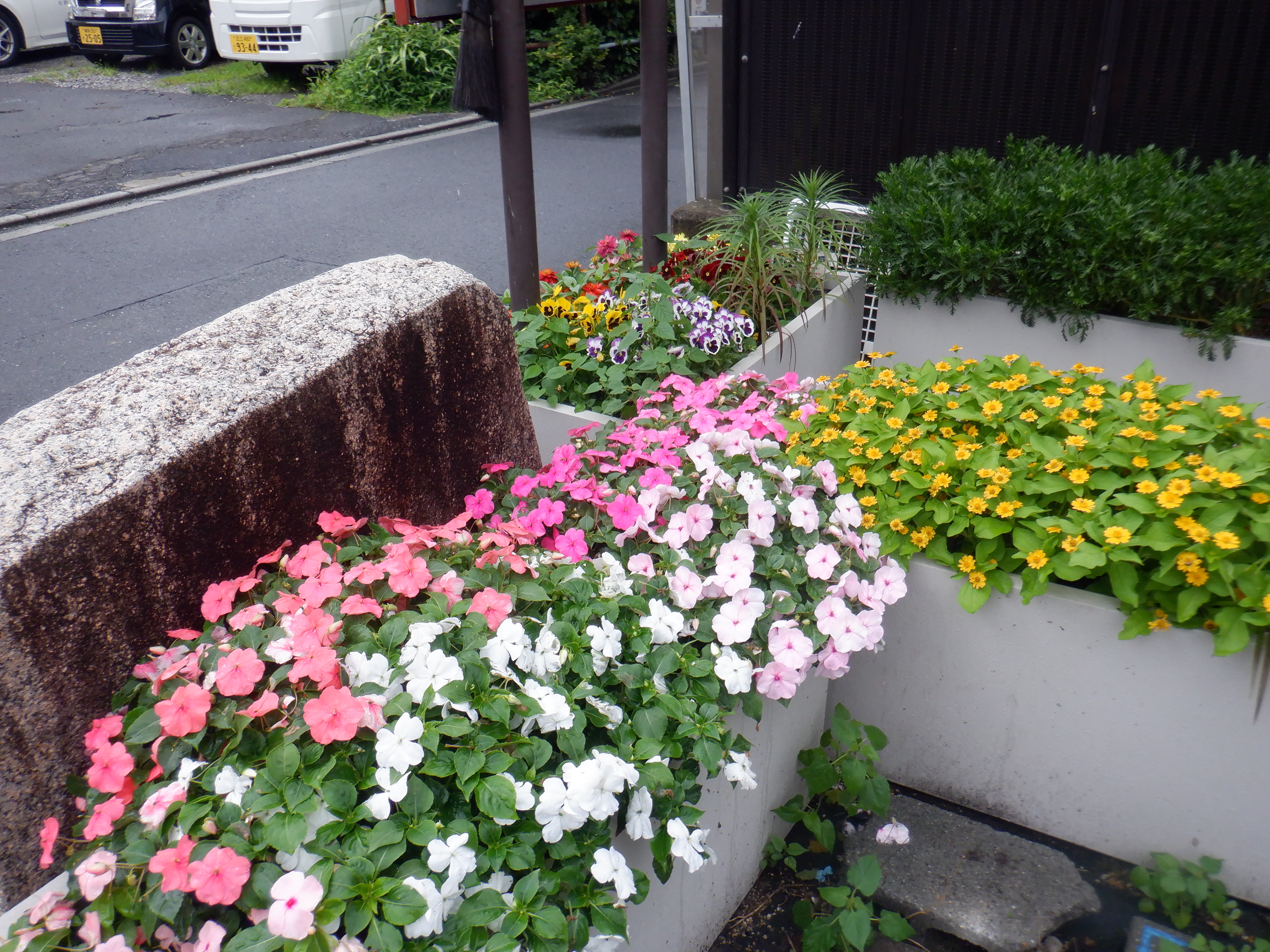 花壇の近影
