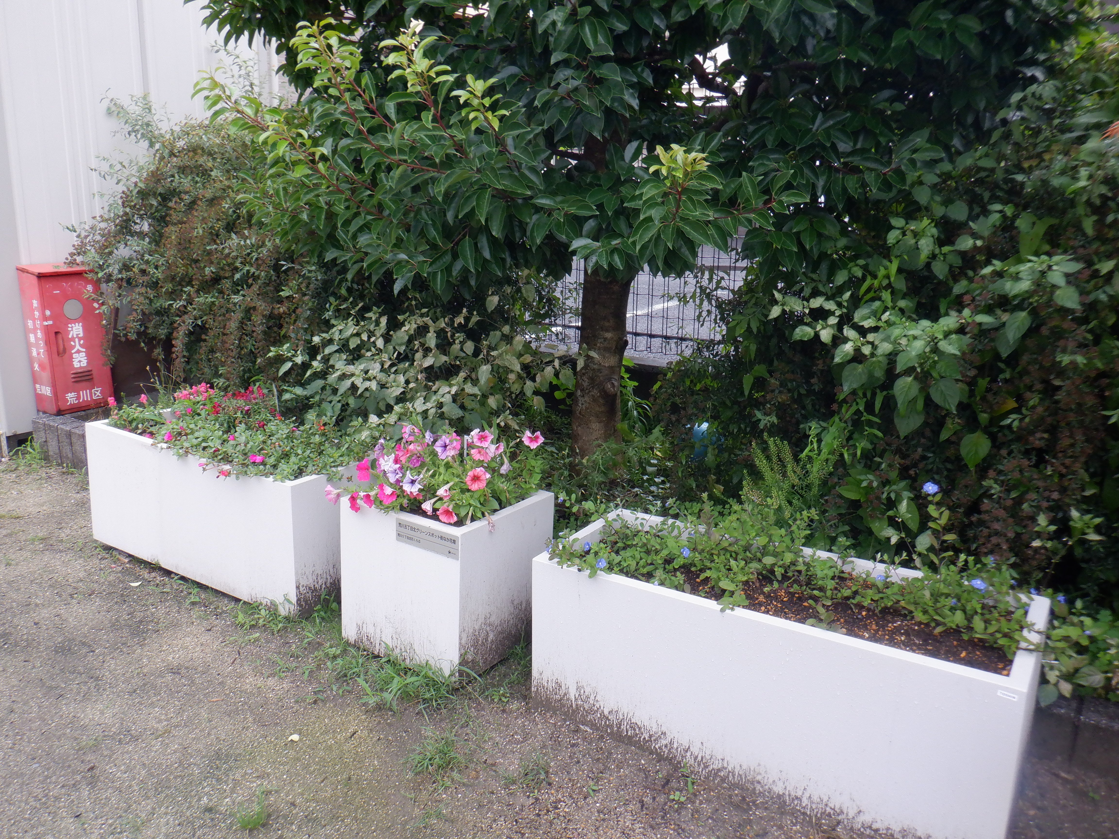 花壇の近影