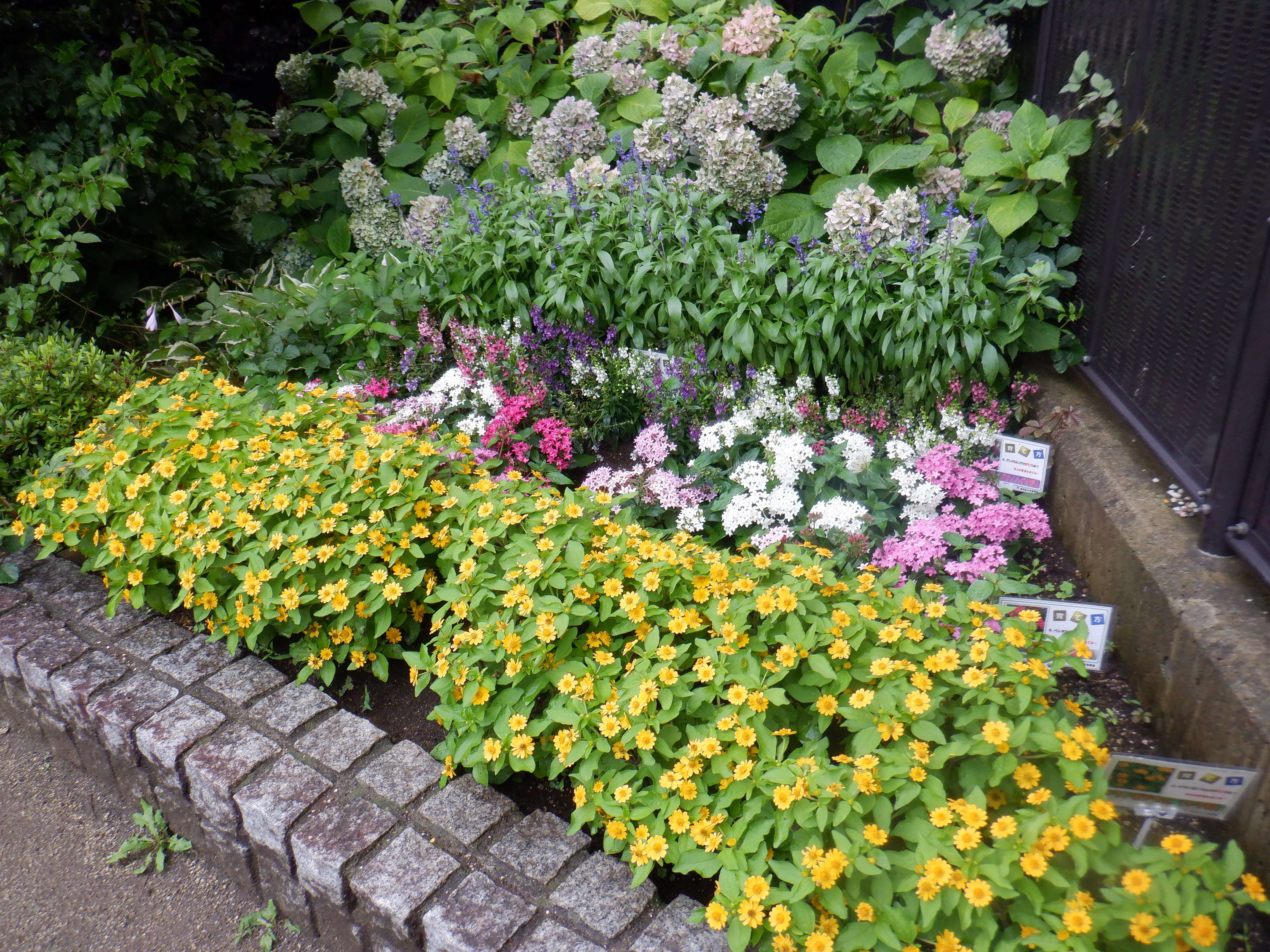 花壇の近影