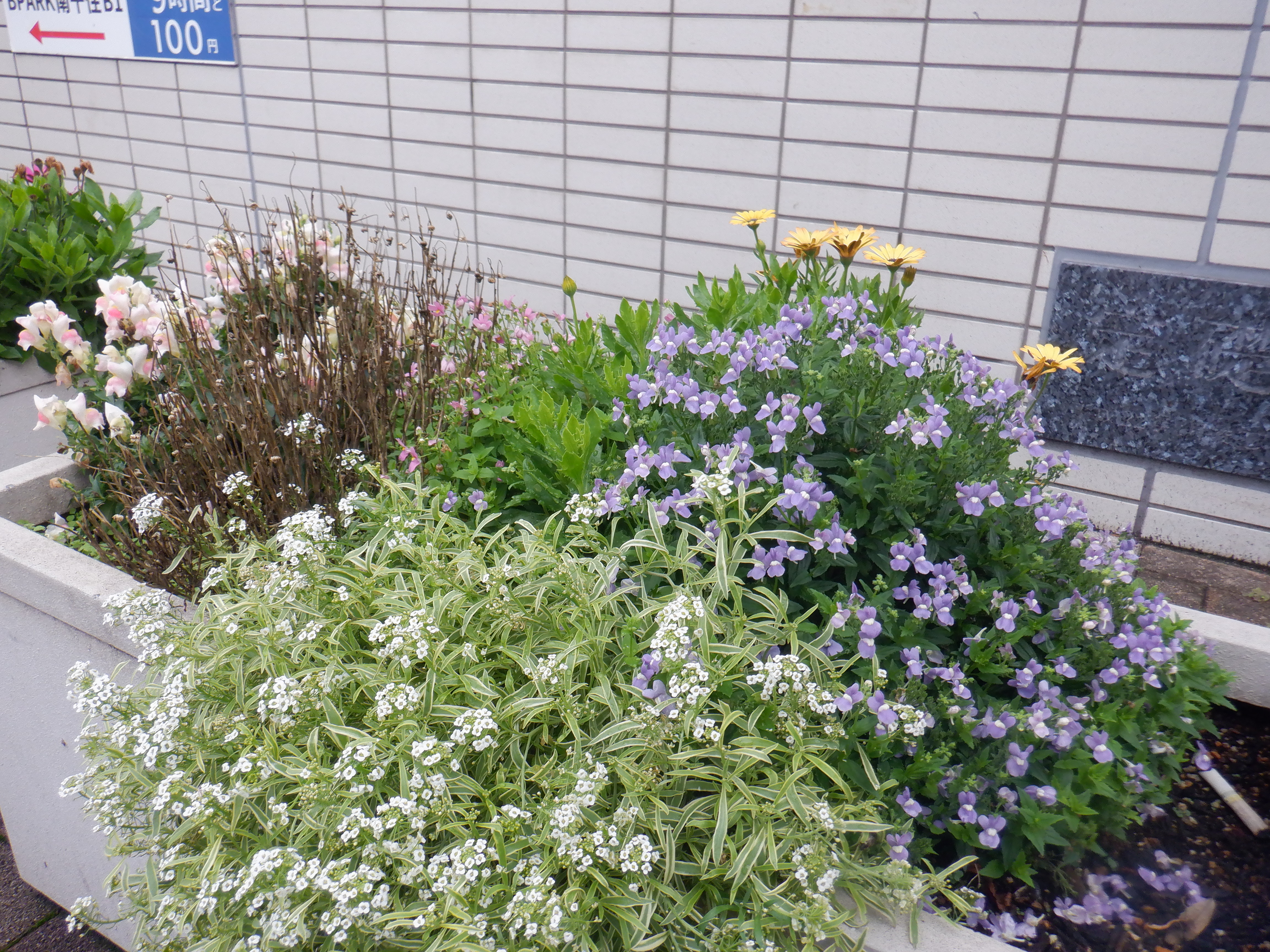 花壇の近影