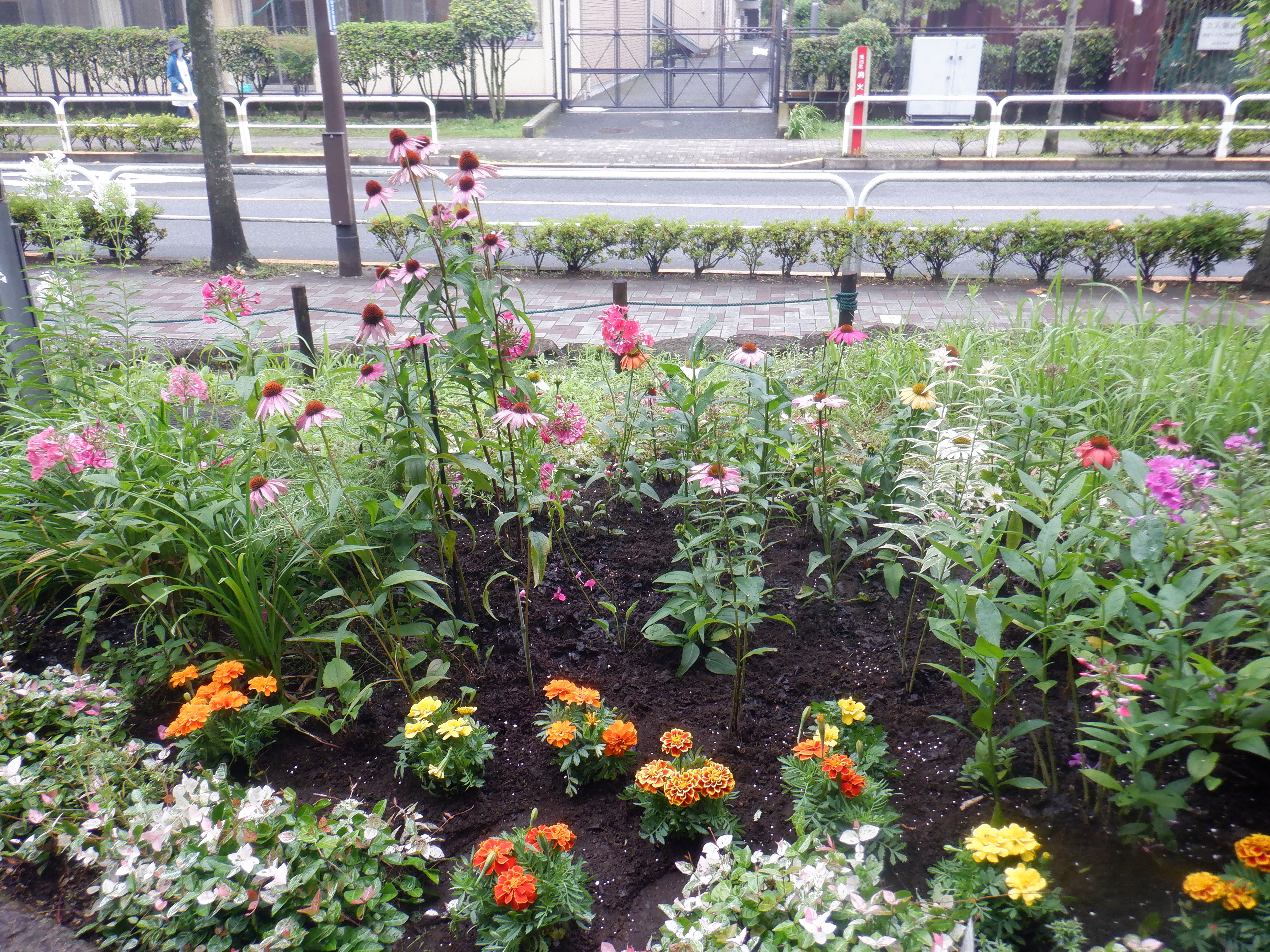花壇の近影