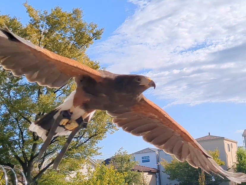 bird2026